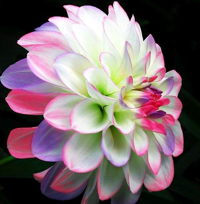 100+ Rare Mix Color Dahlia Pompon Flower Seeds Heirloom Variabilis Beautiful Annual for Planting Outdoor Gardens Yards