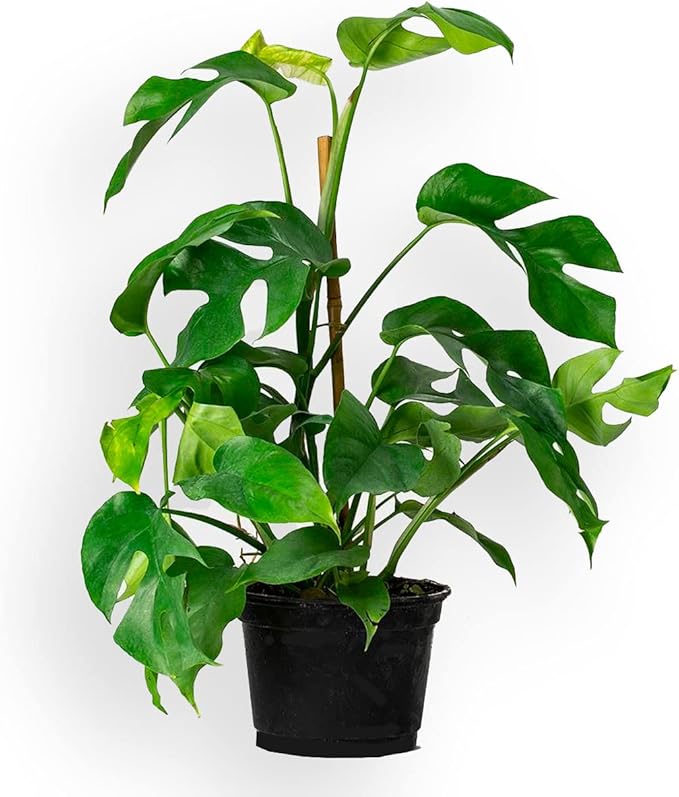 GARDENERA Premium Monstera Ginny Potting Mix - Expertly Crafted for Healthy Growth - 1 Quart