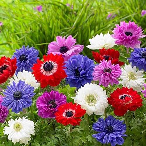 Easy to Grow Anemone St. Brigid Mix 60 Plant Bulbs - Blue Violet, Pink, Red & White Double Flowers in Spring, Full Partial Sun Zones 7-10
