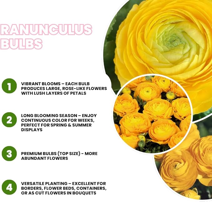 Pack 25 Ranunculus Bulbs for Planting, Yellow Ranunculus Corms, Butterfly Ranunculus Flowers Bulbs to Grow, Peony Buttercup Ranunculus