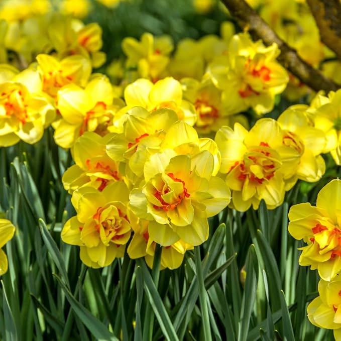 20 Daffodil Bulbs for Fall Planting, Spring-Blooming Narcissus Bulbs, Bulk Top Size Bulbs for Gardens, Borders and Flowerbeds Planting (Yellow Daffodil Bulbs)