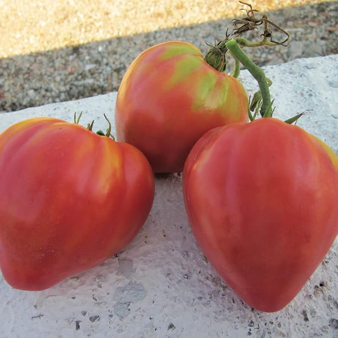 Seeds Vegetable Pink Bulls Heart Tomato - 30 Seeds
