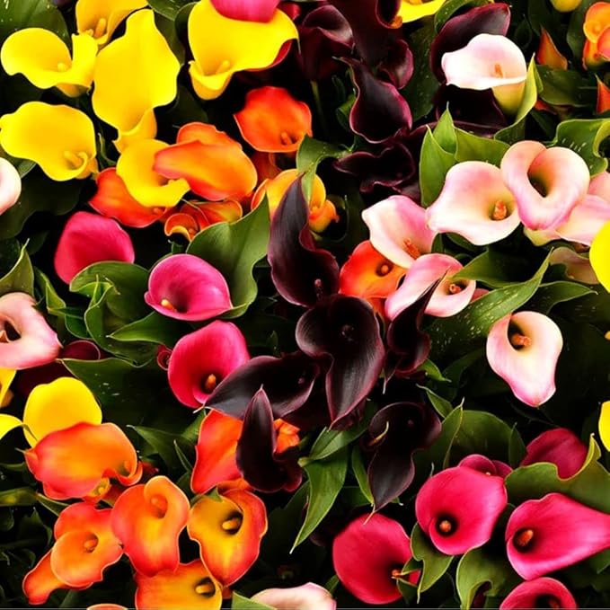 100 Pcs Calla Lily Seeds Beautiful Flowers Planting
