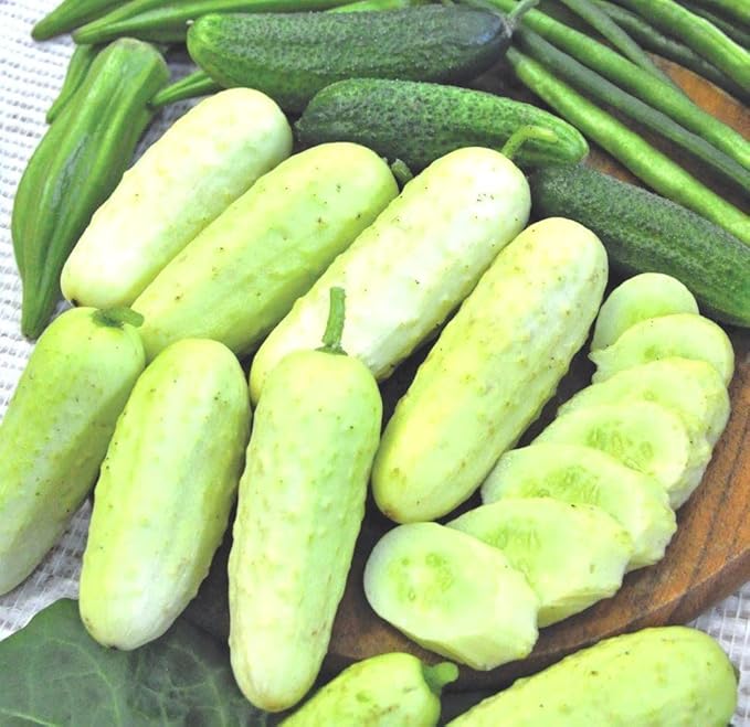 RAISE ME UP: Seeds Cucumber White Angel F1 50 Days for Pickling Indoor Non GMO Open-Pollinated Hybrid