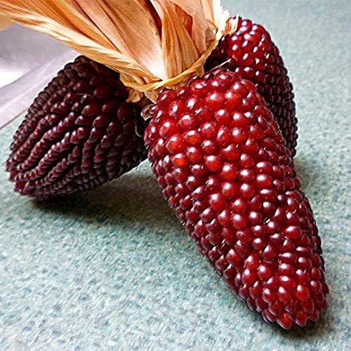 NIKA SEEDS - Seeds Vegetable Ornamental Corn Red - 10 Seeds