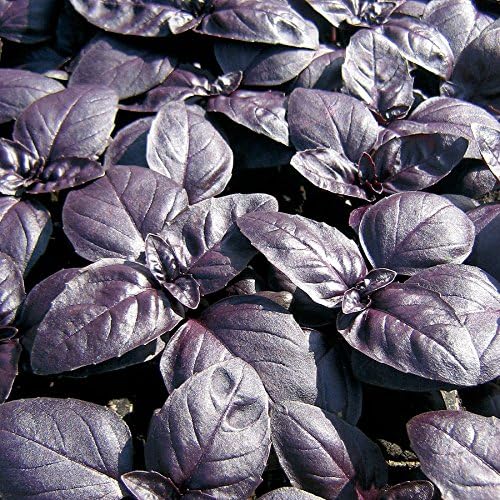 Seeds Indoor Purple Basil - Heirloom Herbs - GMO Free