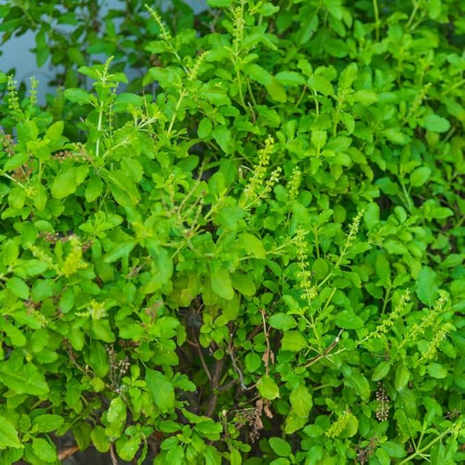 2 Pots Tulsi Holy Basil Live Plants, 4 Inch Pot, 6 to 8 Inc Heirloom Basil Herb Live Plants, Herb Potted Perennial Seedlings