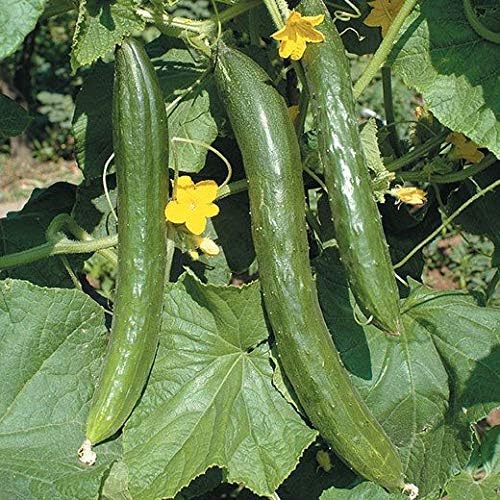 SeedsUP - 10+ Seeds Indoor Cucumber Zozula F1 Self-Pollinating - Vegetable Green