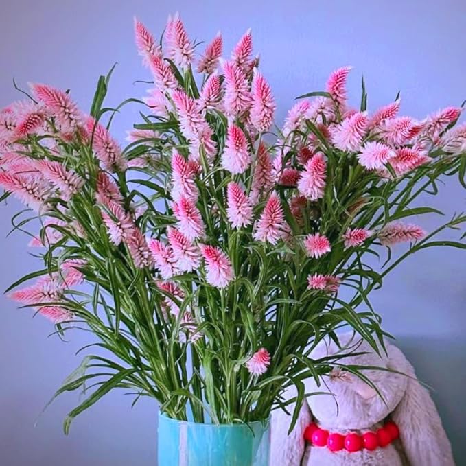 Mixrug Mix Plumed Cockscomb Seeds for Planting, 1000pcs Perennial Feather Cockscomb Flower Seeds Non-GMO Heirloom Rare Beauty Flowers Plants, Celosia Plumosa Plants Home Garden for Outdoors