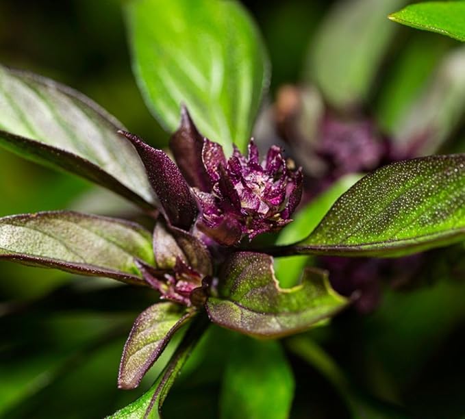 500+ Pcs Large Basil Seed Collection for Planting -Sweet, Opal, Thai, and Giant Leaf Basil - Non-GMO Heirloom Grow Indoors or Outdoor (Thai Basil)