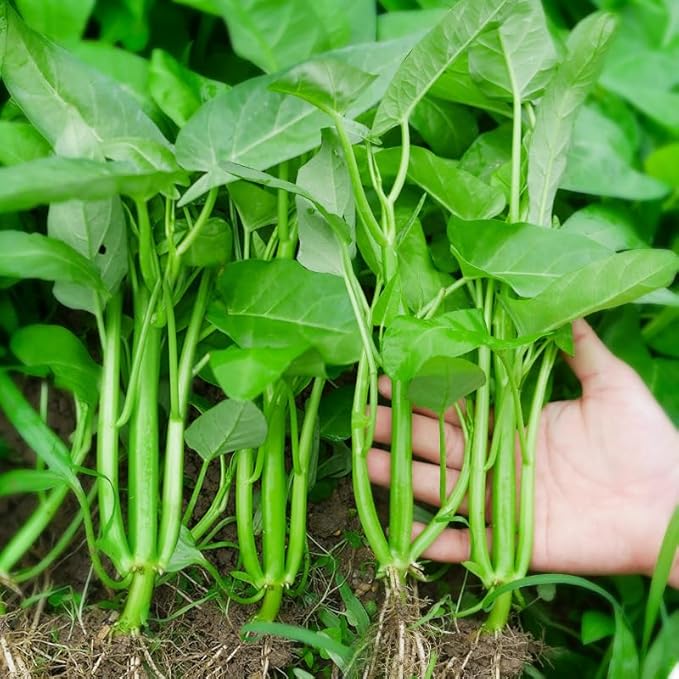 600+ Kong Xin CAI Seeds – Kangkong Vegetable Water Spinach for Planting, 1oz Non-GMO Asian Green Leaf Garden Choy Seeds