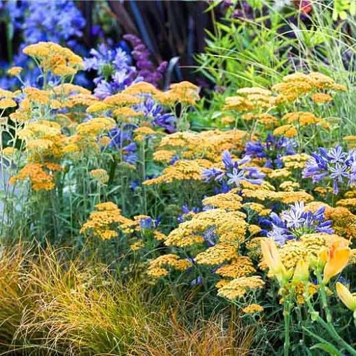 Colorful Yarrow Seeds for Planting, 1000+pcs Rare Perennial Achillea Yarrow Flower Seeds Non-GMO Heirloom Herbs Plants, Open Pollinated Beauty Home Garden for Outdoors