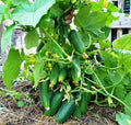 SeedsUP - 40+ Seeds Cucumber Bush Champion for Small-Space - Vegetable Green