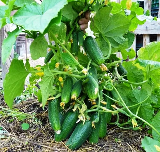 SeedsUP - 40+ Seeds Cucumber Bush Champion for Small-Space - Vegetable Green