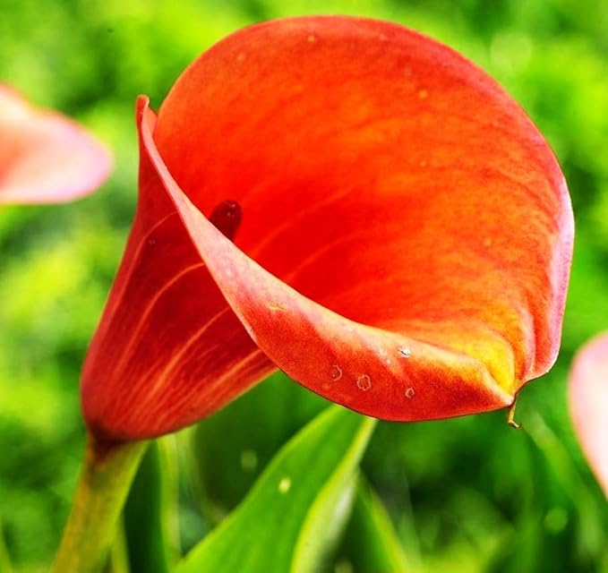 100 pcs White Pink Red Purple Calla Lily Seeds Beautiful Flowers Mix Color Perennial Plant Planting