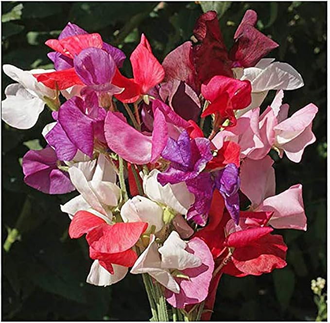 Sweet Pea Mixed Seeds - Approximately 65 Seeds