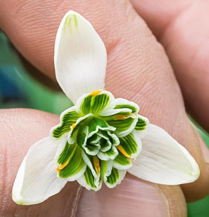 10 Double Snowdrops Bulbs - Top Size - Earliest Spring Blooms Thrive in Shade and Partial Sun - A Rare and Potected Specie in Holland