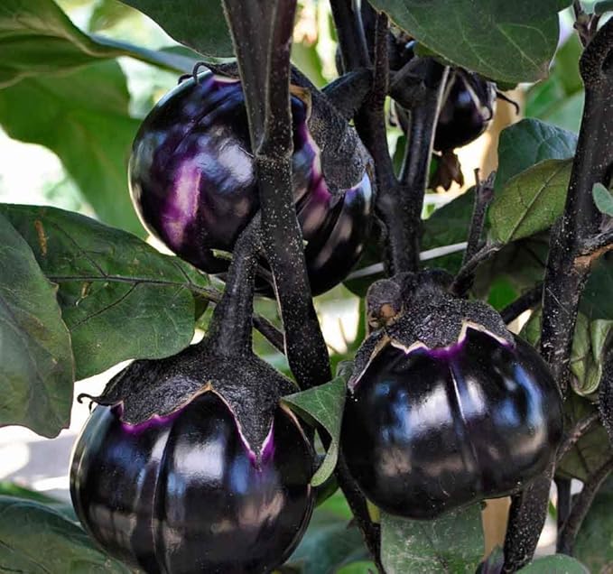 Seeds Eggplant Aubergine Round Mix Heirloom Vegetable for Planting Non GMO