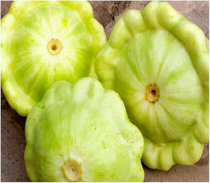 20 Bennings Green Tint Summer Squash Seeds | Non-GMO | Fresh Garden Seeds | Instant Latch