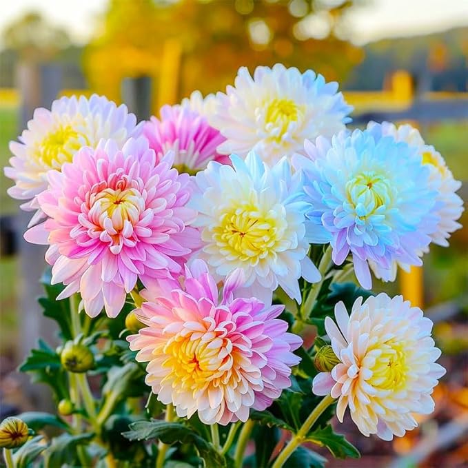 120Pcs Chrysanthemum Seeds for Planting-Non-GMO Heirloom Plant Seeds Garden Outdoor