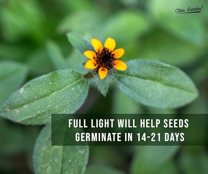 Creeping Zinnia - Sanvitalia Procumbens - 1000 Seeds - Bright Colors, Heirloom, Non-GMO, USA Grown, Excellent for Pollinators, Annual - Vibrant Flowers for Any Home Garden