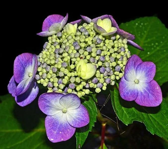 Hydrangea Mix 10+ Seeds Flowers Planting for Outdoor Indoor