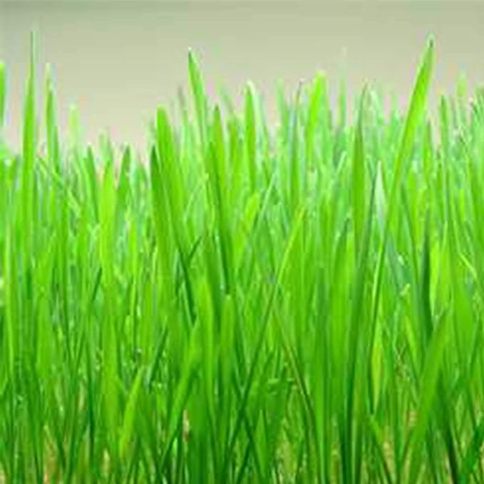 Organic Buckskin Hard Red Winter Wheat - 5 LB ~40,000 Seeds - Non-GMO, Open Pollinated, Organic - Grain Seeds - Wheat Grass, Cover Crop, More