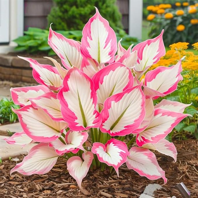 Mix Hosta Seeds-215Pcs Perennial Flower Seeds for Planting in Your Home Ganden