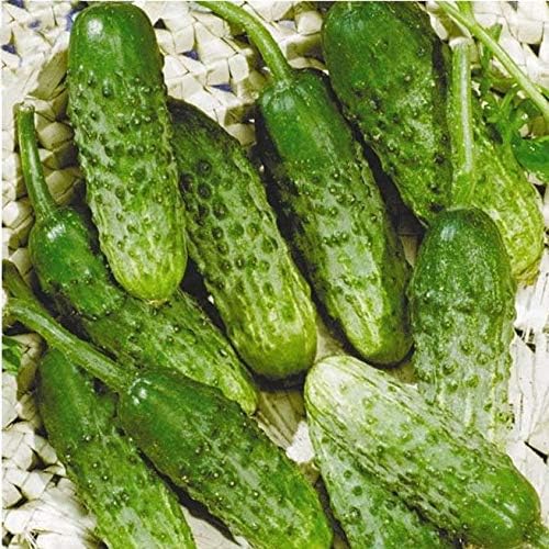 CEMEHA SEEDS - Seeds Cucumber Source F1 Rodnichok Open-Pollinated Pickling Non GMO Vegetable for Planting