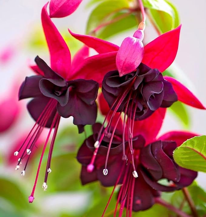 100 Pcs Purple Pink Fuchsia Flower Seeds Perennial Home Plant