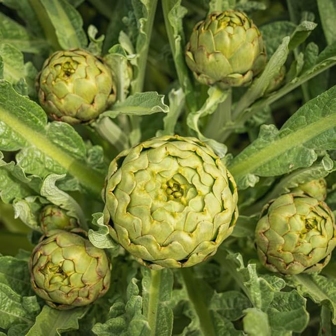 100 Artichoke Seeds for Planting, Artichoke Vegetable Seeds for Gardening
