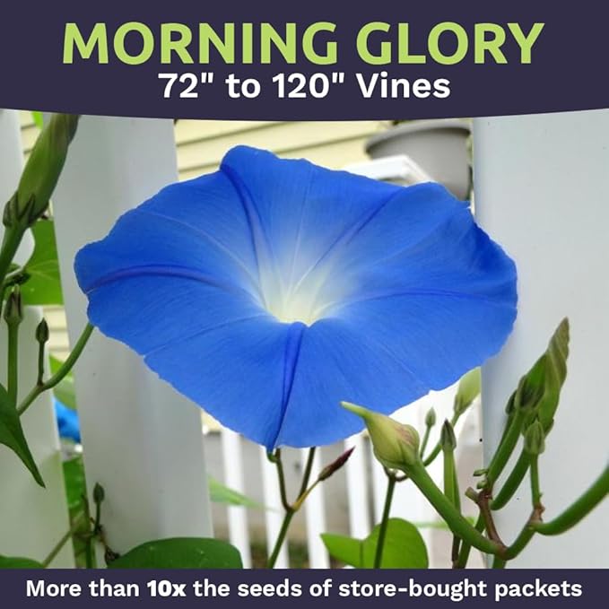 Morning Glory Seeds Heavenly Blue - Large 1 Ounce Packet - Over 1,000 Flower Seeds
