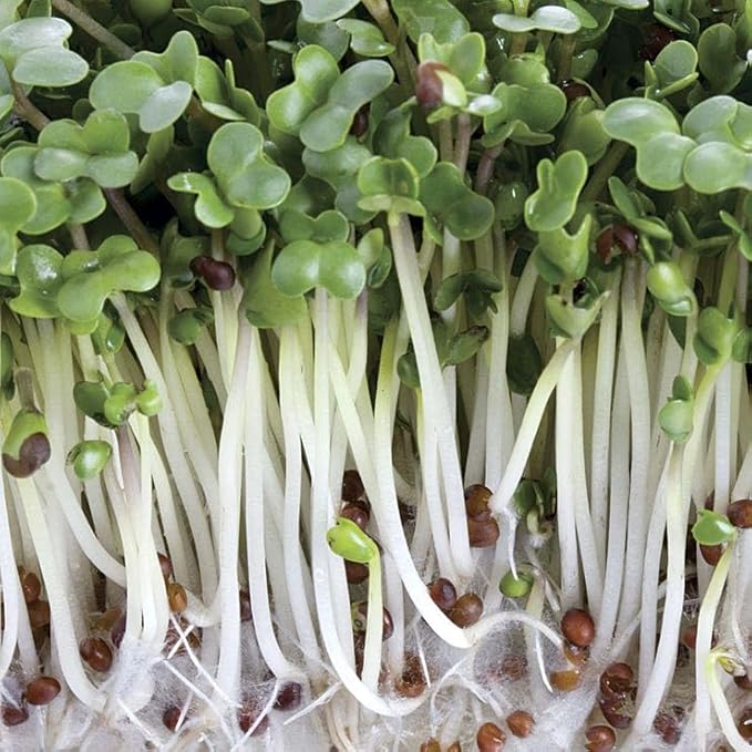 Park Seed Easy DIY Planting Sow Effortless Collection Seed Mats, Organic Broccoli Microgreen, (Set of 2)