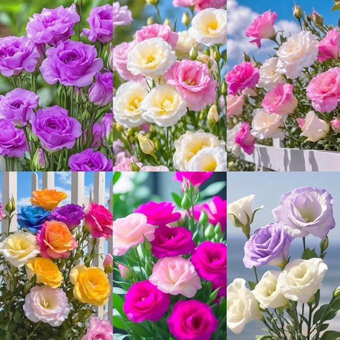 950+ Mixed Lisianthus Seeds for Planting Outdoor -Lisianthus Thornless Roses Plants Flowers Non-GMO Heirloom
