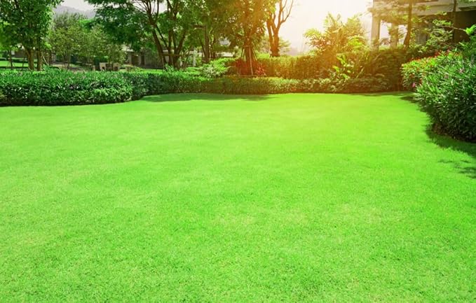 Bermudagrass Seeds for Planting - Great for Yard and Lawn Grass (1 Pound)