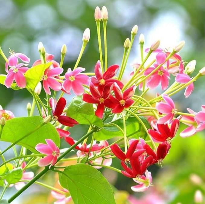 5 Rangoon Creeper Seeds, Red Pink Quisqualis Flower Seeds Combretum indicum Seed