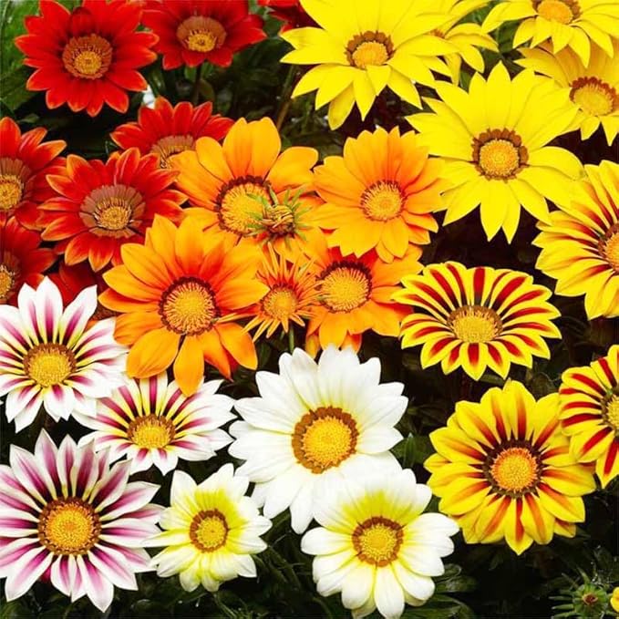 300+ Perennial Gazania Rigens Flower Seeds for Planting-Heat and Drought Tolerant - Beautiful Flower