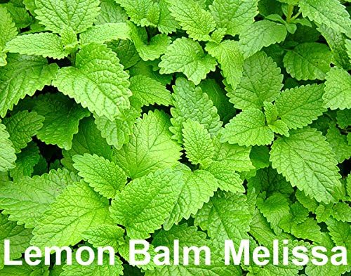 Please Read This is A Mix 100 Mint Mix Seeds 4 Varieties Peppermint, Spearmint, Lemon Mint, Lemon Balm Melissa, Heirloom Non-GMO. The Seeds are Mixed, Mentha Spicata, US Grown