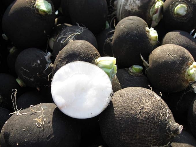 CEMEHA SEEDS - Black Radish Non GMO Vegetable for Planting