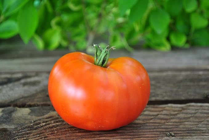 Seeds Red Mikado Tomato Heirloom Vegetable for Planting Non GMO