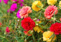 10,000+ Moss Rose Seeds – Heirloom Portulaca Seeds – Easy to Grow, Fast-Growing Annual Flower – Mixed Colors – Drought Tolerant, Non-GMO Ground Cover for Garden Landscaping