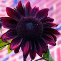 Sunflower Seeds for Planting – Plant & Grow Heirloom Chocolate Cherry Sunflowers in Home Outdoor Garden - Planting Instructions for Vibrant Blooms - Great Gardening Gift, 3 Packets