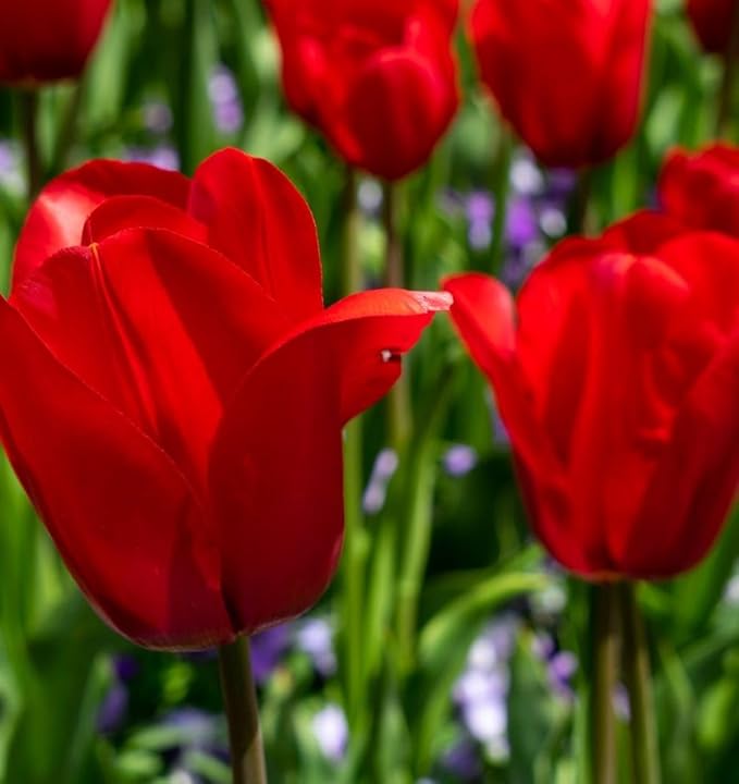 Mix Triumph Tulips 10 Bulbs for Fall Planting Colorful Flower Tulipa Darwin Hybrid Changing Colors Mixture Size 12+ 4 Varieties to Choose (Red Emperor, 10, Mix Color)
