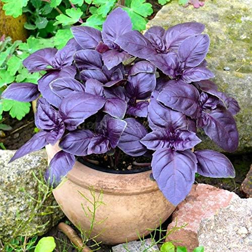 KIRA SEEDS - Seeds Opal Purple Basil - Heirloom Herbs - GMO Free