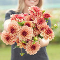Eden Brothers Dahlia Bulbs (Decorative) - Creme de Cognac, Non-GMO Bulbs for Planting, 4 Bulbs | Low-Maintenance Flower Bulbs, Plant During Spring, Zones 8, 9, 10, 11