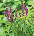 1000 Anise Basil Seeds | for Planting Basilicum Anethole Anisatum Thai Black Licorice Persian Asian Garden Herb Seed
