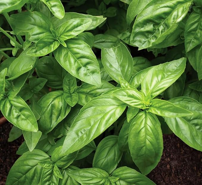 500+ Pcs Large Basil Seed Collection for Planting -Sweet, Opal, Thai, and Giant Leaf Basil - Non-GMO Heirloom Grow Indoors or Outdoor (Sweet Basil)