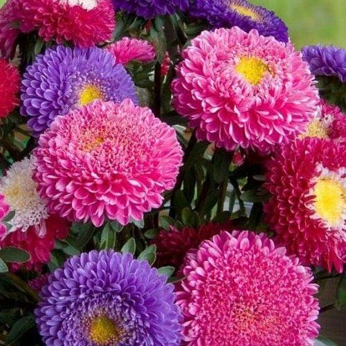 NIKA SEEDS - Seeds Flowers Aster Princess Mix Annual - 100 Seeds