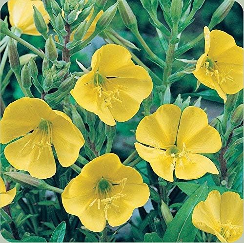 Non GMO Evening Primrose Flower Seeds Oenothera lamarckiana (1/2 Lb)