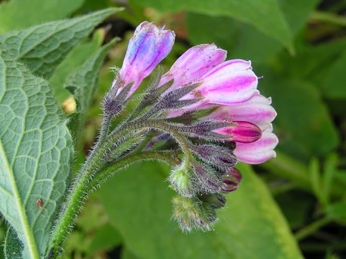 Bocking 14 Comfrey Root Cutting (12pcs) | by Marsh Creek Farmstead…